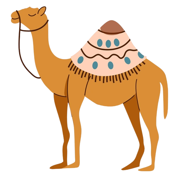 Camel walking on the dunes